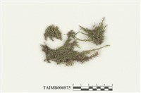 藏品(背仰刺枝苔)的圖片